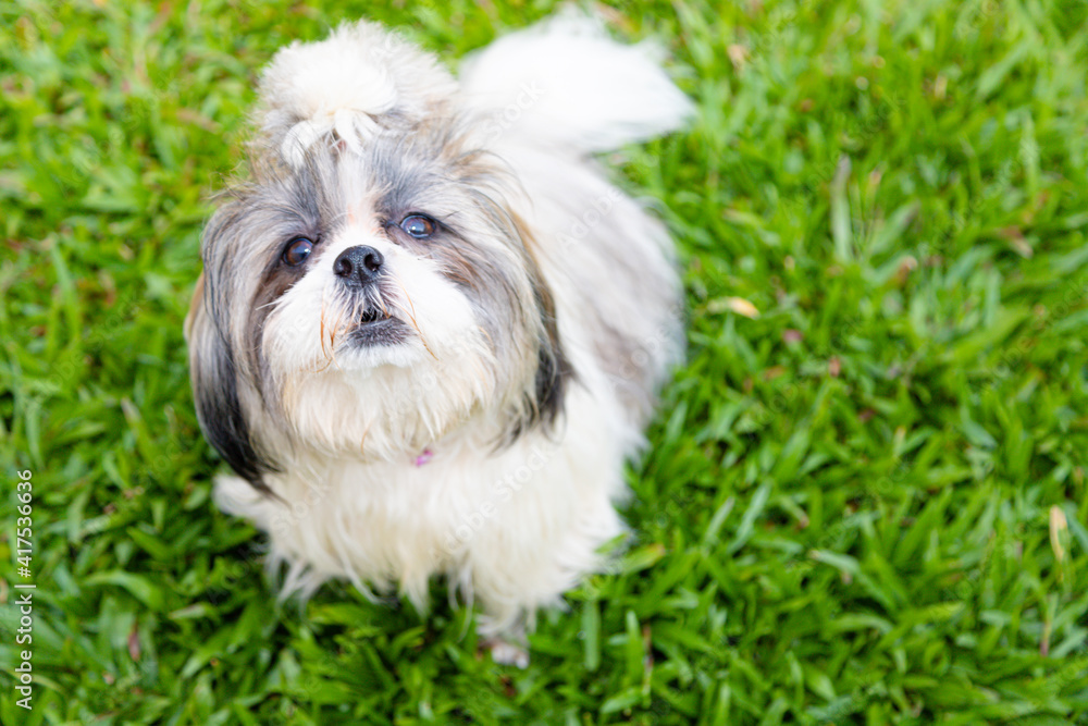 Lovely Female Shih Tzu dog on lawn Lovely Female Shih Tzu dog on lawn