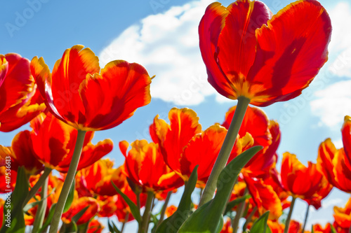 Red  tulips against blue sky with white clouds