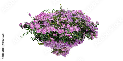 Purple Flower isolated on white background with copy space and clipping path.