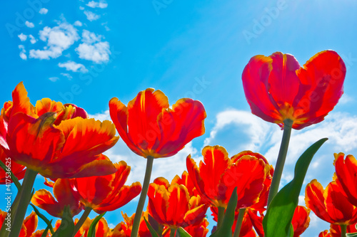 Red  tulips against blue sky with white clouds