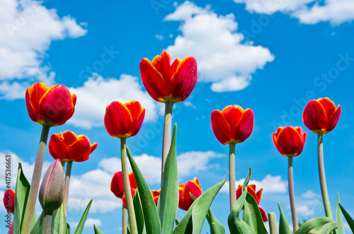 Red  tulips against blue sky with white clouds