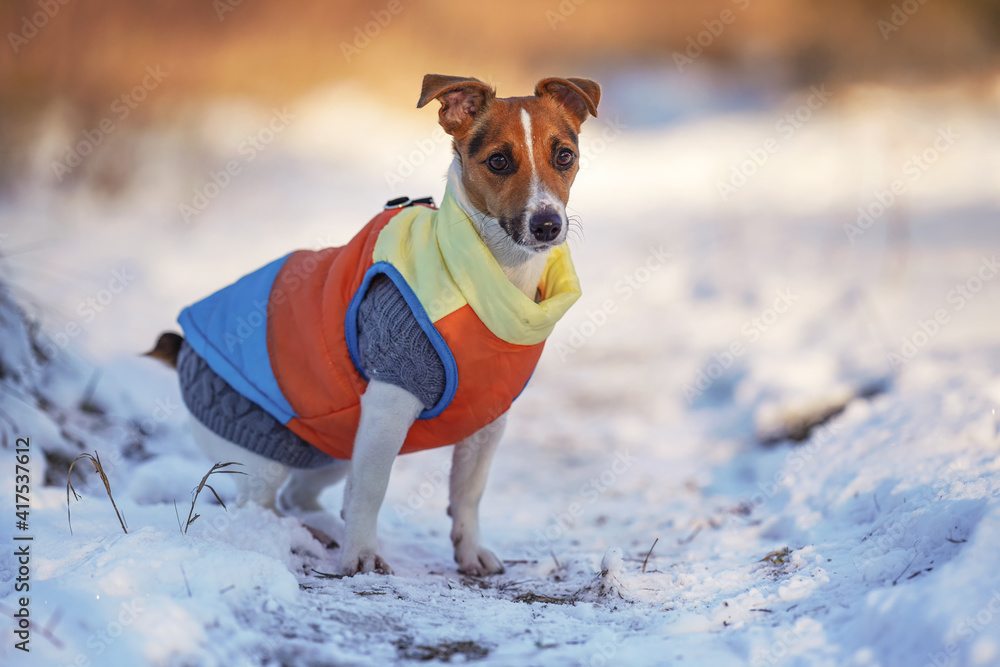 Small Jack Russell terrier dog in bright orange yellow and blue