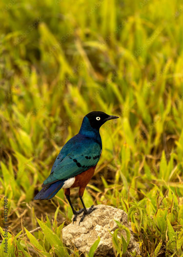Fototapeta premium Superb starling, Lamprotornis superbus, in Serengeti, Tanzania