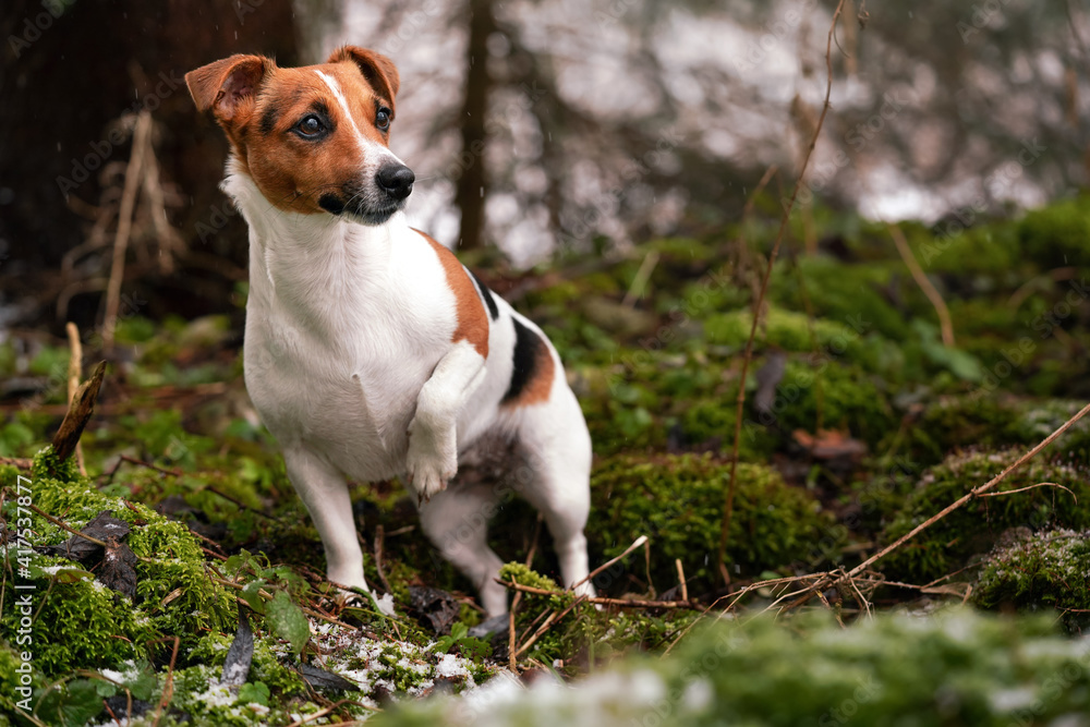 Small Jack Russell terrier dog standing on green moss in forest, some snow at ground, looking curious one leg up