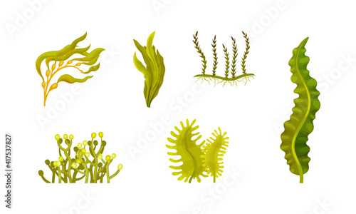 Seaweeds or Plants and Aquatic Marine Algae Vector Set