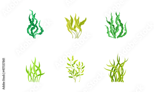Underwater Seaweeds or Algae Growing on the Ocean Bottom Vector Set
