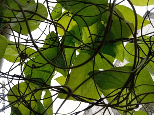 Creeping green plants with a backdrop of a clear sky.