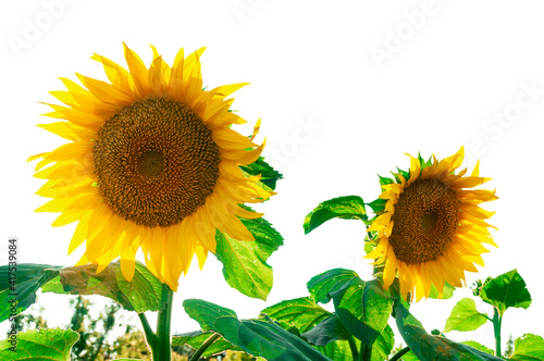 Real sunflowers isolated on white.
