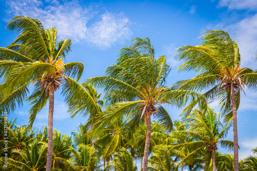 Big tall coconut trees on the beach by the sea