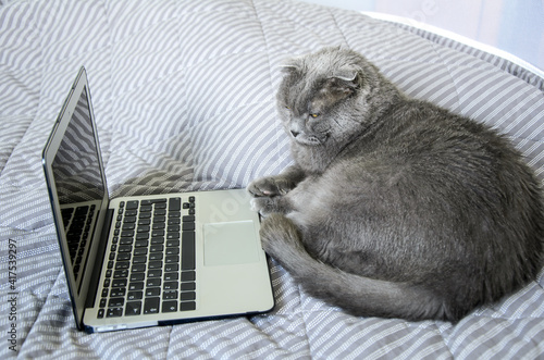 Big gray cat British breed lies on a bed in front of laptop. Comic metaphor for online learning and remote work, online ordering of pet supplies.