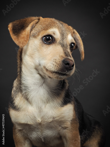 Studio portrait of a little puppy on a black background