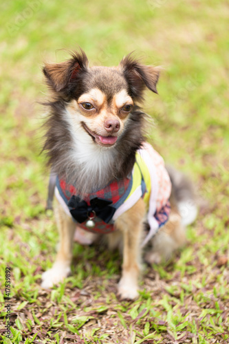 Long haired chihuahua dog playing © pandaclub23