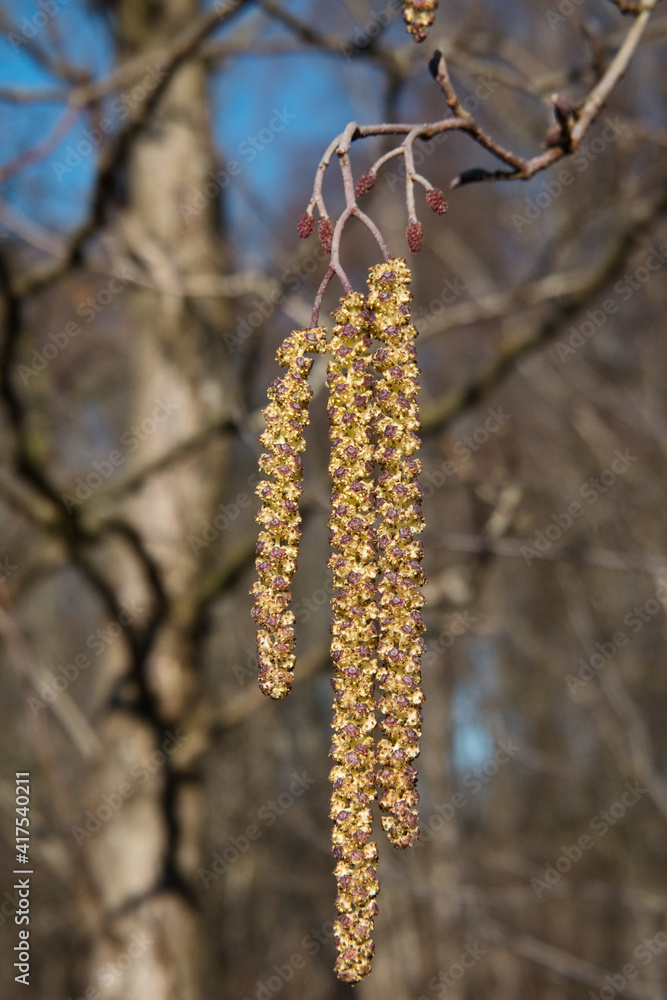 Male catkins and some buds of European black alder in spring Male catkins and some buds of European black alder in spring