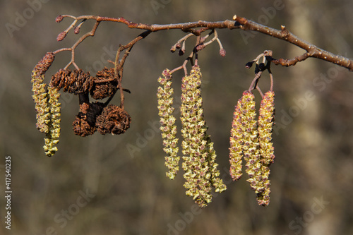 Catkins in spring, new male inflorescence and old, mature cone-like flowers and some buds of European black alder photo