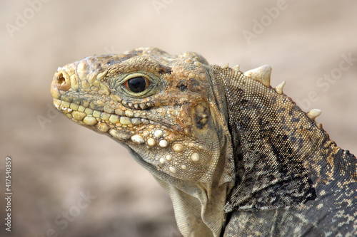 The Cuban rock iguana  Cyclura nubila   also known as the Cuban ground iguana or Cuban iguana  portrait.