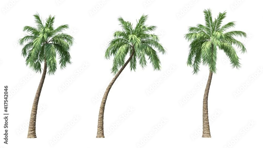 Coconut palm tree moving in the wind on white background with alpha matte.3D realistic tree isolated with alpha channel to be used for architecture visualization or motion graphics or any other video.