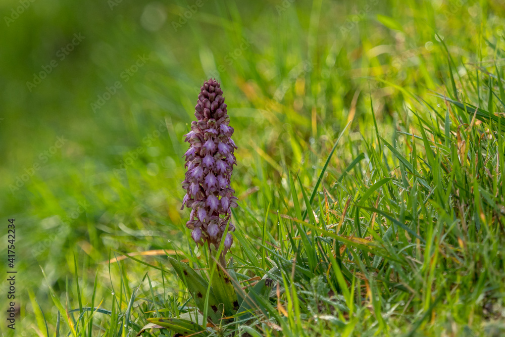 Himantoglossum robertianum, first orchid of the year in France Himantoglossum robertianum, first orchid of the year in France