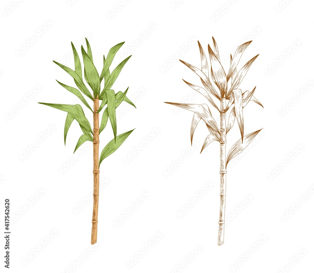 Isolated Object Of Sugarcane And Cane Symbol Collection Of Sugarcane And  Field Stock Symbol For Web Royalty Free SVG Cliparts Vectors And Stock  Illustration Image 126078926