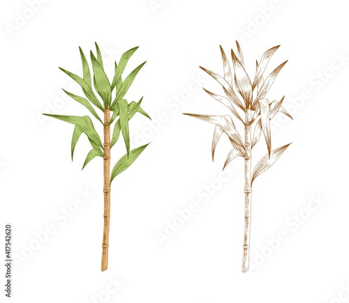 Colored sugarcane stem with leaves and outlined sketch of sugar cane. Two branches of field plant. Pair of contoured botanical elements. Hand-drawn vector illustration isolated on white background photo