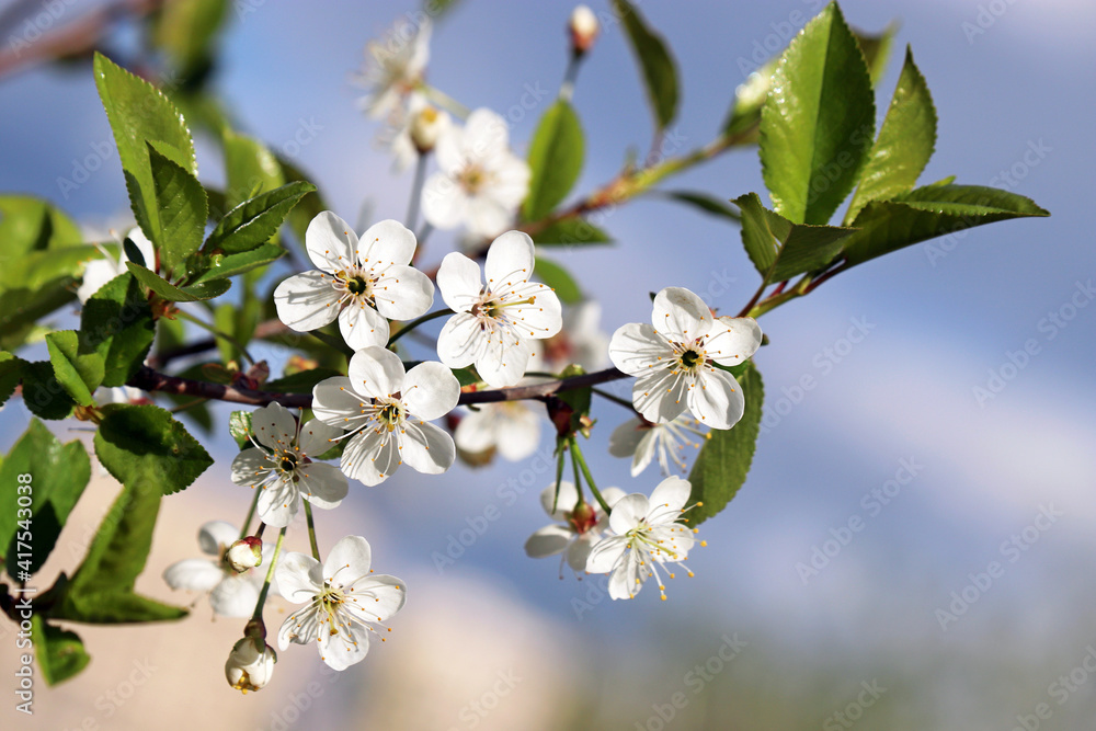 Fototapeta premium Cherry blossom in spring on background of blue sky with clouds. White flowers on a branch in sunny day