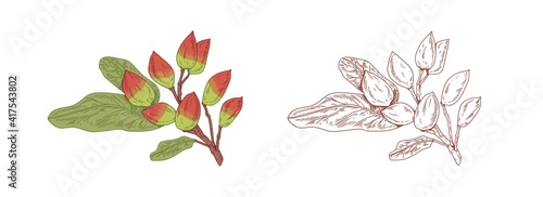 Colored pistachio branch and outlined sketch of pistache plant with leaves. Botanical elements with raw nut fruits in vintage style. Hand-drawn vector illustration isolated on white background