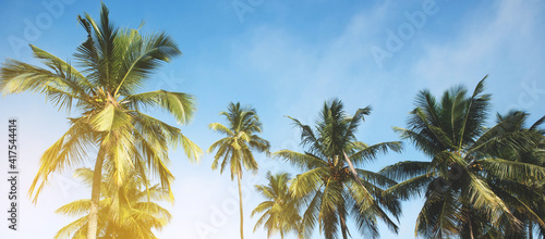 Coconut palm tree against blue sky and sunlight in summer
