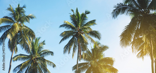 Coconut palm tree against blue sky and  sunlight in summer