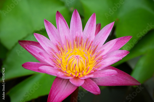 Water Lily in Nature background.