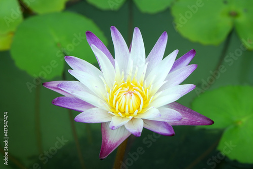 Water Lily in Nature background.