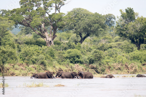 Kruger National Park  elephants bathing in the Sabie River