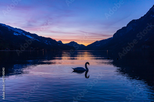 Lonely Swan © Simon