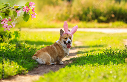 cute corgi dog puppy in Easter bunny ears lies on the green grass in the spring sunny garden
