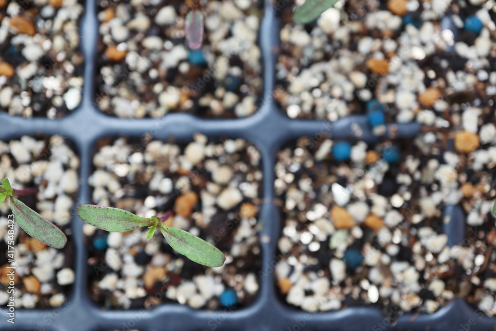 セルトレイ マリーゴールド 育苗 発芽 双葉 土 植物 葉 芽 新芽 緑色 若葉 成長 苗 緑 芽生え キク科 屋外 コピースペース 自然 エコ 育てる 質感 小石 岩 石 砂 浜 食べ物 模様 海 背景 砂利 岩 小石 小さい ナチュラル マクロ