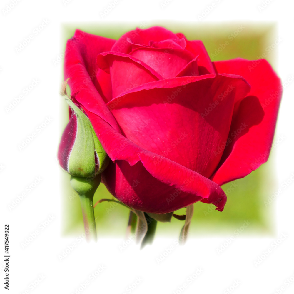red rose flower bud closeup with white frame background red rose flower bud closeup with white frame background