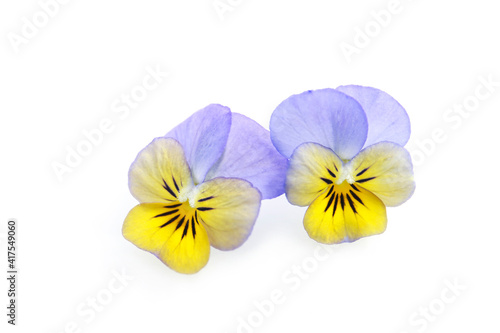 two flowers of blue and yellow colors pansy isolated on a white background