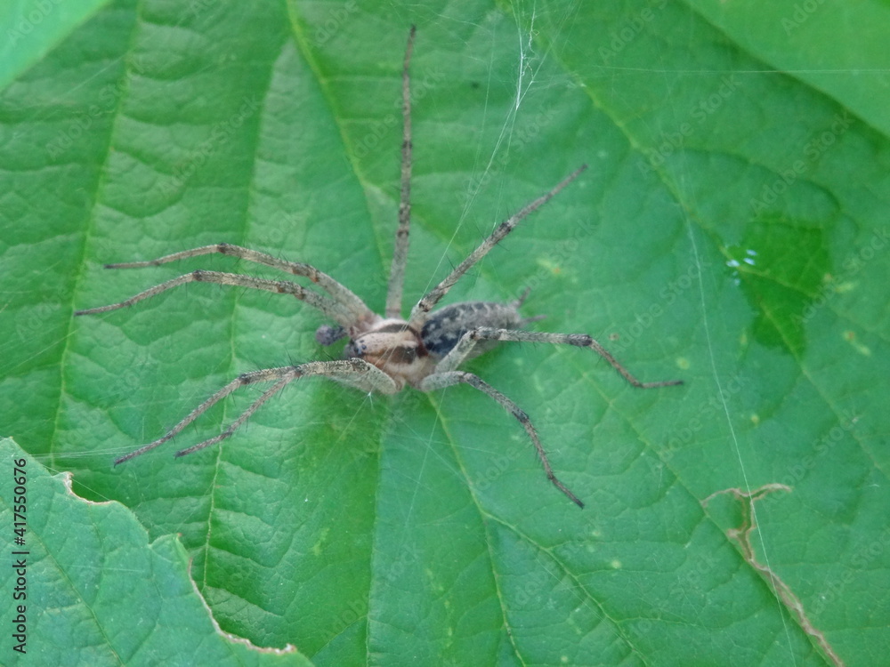Agelena labyrinthica on green leaf in garden. Agelena labyrinthica on green leaf in garden.