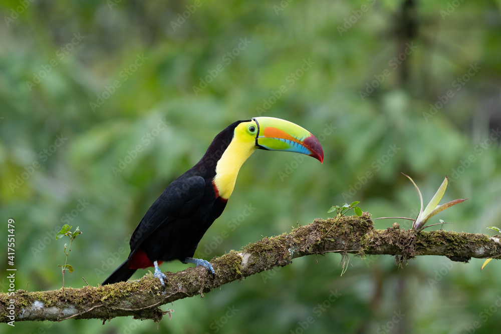 Fototapeta premium Keel-billed Toucan - Ramphastos sulfuratus, large colorful toucan from Costa Rica forest with very colored beak.