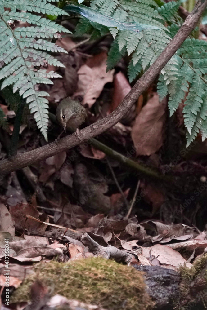 japanese bush warbler on the branch japanese bush warbler on the branch