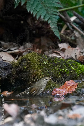 japanese bush warbler is bathing