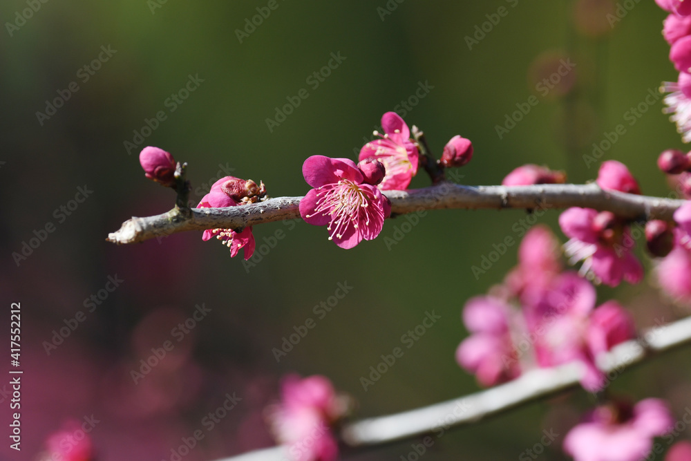 ピンク色の梅の花 ピンク色の梅の花