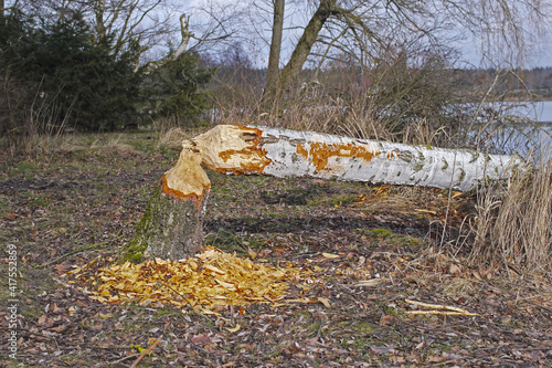 The tree that the beaver felled. Beaver is rodent.
