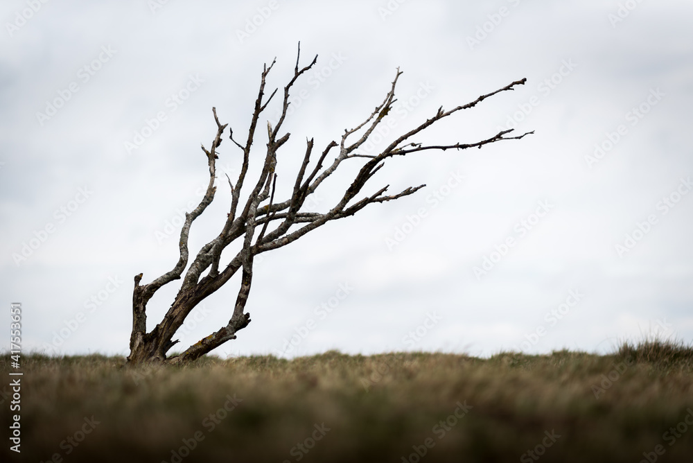Isolated dead wind-bent tree on Sylt island Gemany
Isolated dead wind-bent tree on Sylt island Gemany