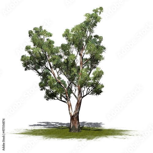 Red Gum tree on green area with shadow on the floor - isolated on white background - 3D Illustration