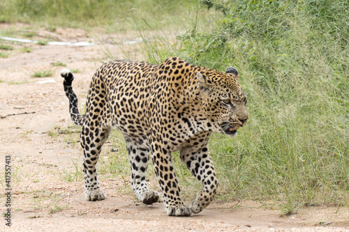Kruger National Park: Leopard walking in road