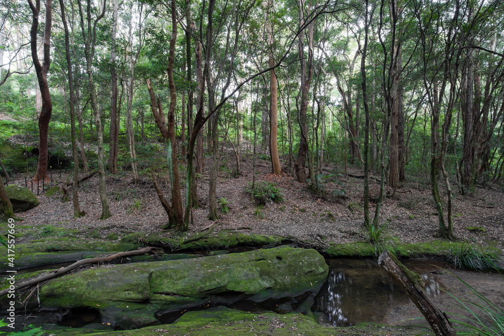 Mossy rocks and tree in the forest. Mossy rocks and tree in the forest.