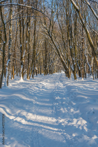 Sunny day in the frosty forest in the winter season. Landscape with forest and perfect sunlight with snow and clean sky. Beatuful contrast of snow shapes and shadows