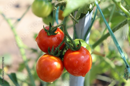 tomatoes in the garden