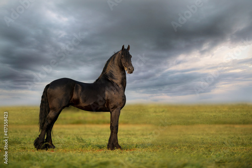Friesian Stallion full body © Lourens