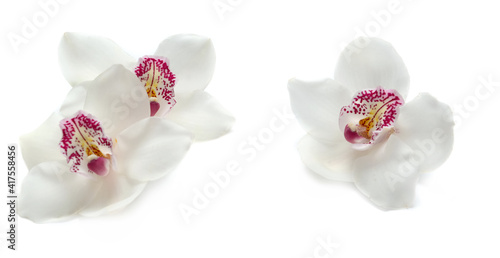 beautiful white orchids isolated on white background
