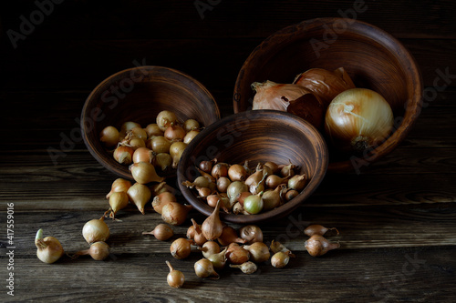 Small bulbs for planting in the ground.